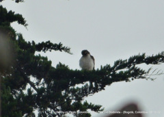 Buteo brachyurus