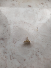 Isturgia arenacearia