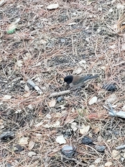 Junco hyemalis