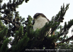 Buteo brachyurus