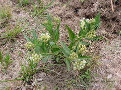 Asclepias mellodora