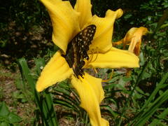 Hemerocallis lilioasphodelus