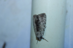 Catocala gracilis