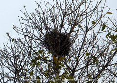 Rupornis magnirostris