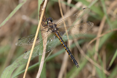 Hemicordulia australiae