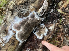 Serpula himantioides