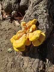 Laetiporus gilbertsonii