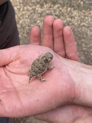 Phrynosoma blainvillii