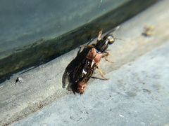 Staphylinini