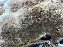 Serpula himantioides