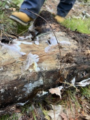 Serpula himantioides