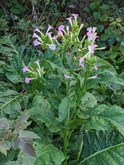 Nicotiana tabacum