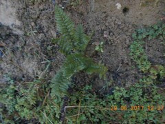 Polystichum vestitum