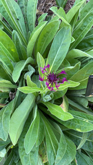 Centaurea montana