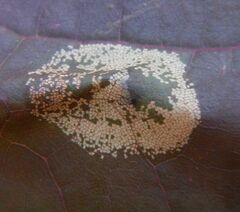 Phyllonorycter joannisi