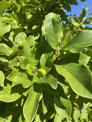 Magnoliaceae