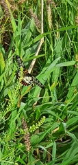 Papilio anactus