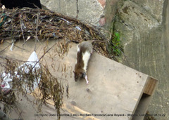 Rattus rattus