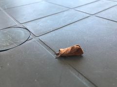 Clostera anastomosis