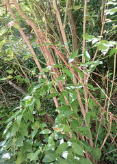 Euonymus europaeus