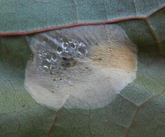 Phyllonorycter joannisi