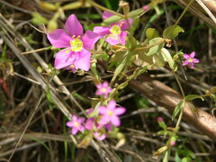 Sabatia campestris