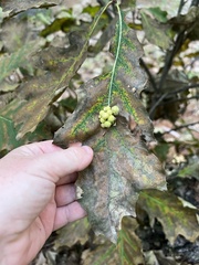 Callirhytis piperoides