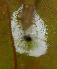 Phyllonorycter joannisi