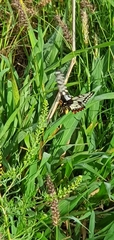 Papilio anactus