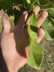 Magnoliaceae