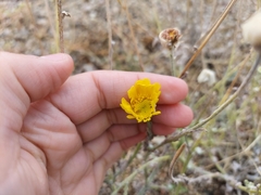 Baileya multiradiata