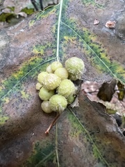 Callirhytis piperoides