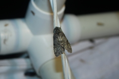 Macrurocampa marthesia
