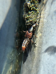 Staphylinini