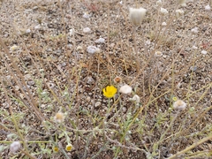 Baileya multiradiata
