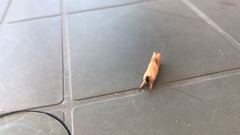 Clostera anastomosis