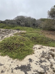 Arctostaphylos pumila