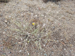 Baileya multiradiata