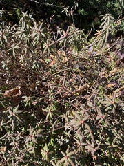 Rhododendron groenlandicum