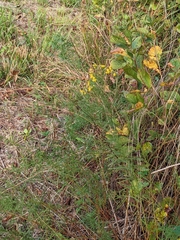 Euthamia caroliniana