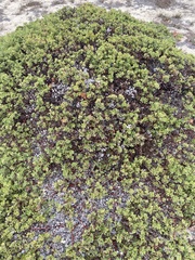 Arctostaphylos pumila