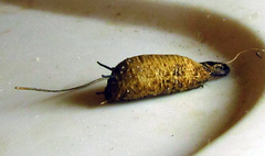 Quichuana pogonosa