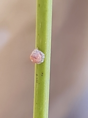 Ceroplastes