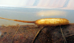 Quichuana pogonosa