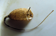 Quichuana pogonosa