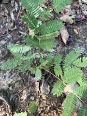 Albizia julibrissin
