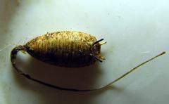 Quichuana pogonosa