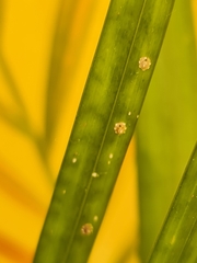 Ceroplastes
