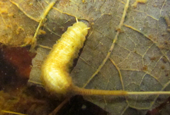 Quichuana pogonosa