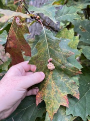 Callirhytis piperoides